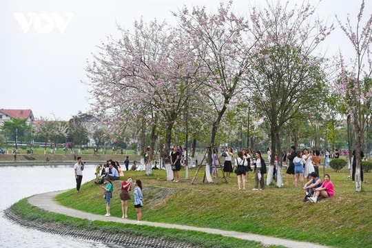 Rừng hoa đỗ mai hồng rực thu hút giới trẻ ở Bắc Ninh