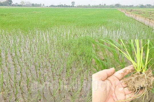 Lúa bị nhiễm mặn ở Tứ Kỳ đã hồi phục và phát triển tốt