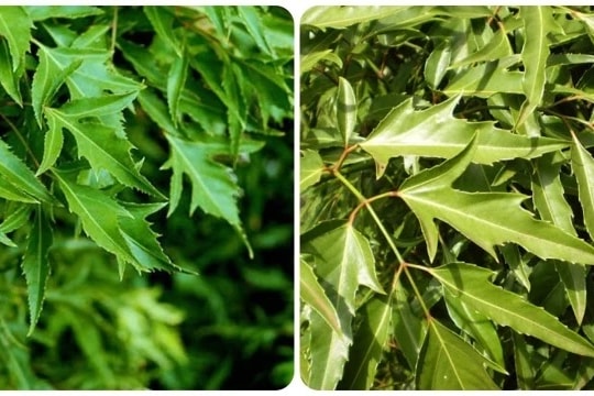 Tác dụng của lá đinh lăng tươi