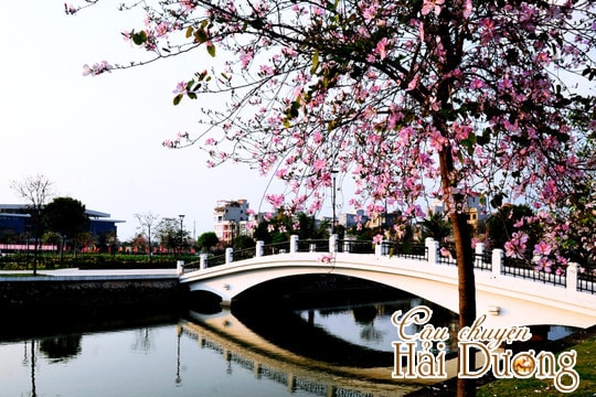 Thành phố theo những mùa hoa