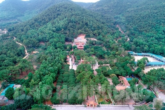 Dược sơn xanh