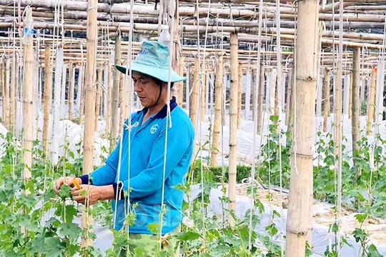  7 địa phương ở Hải Dương đạt và vượt kế hoạch trồng cây vụ xuân