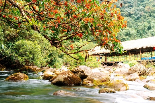 [Photos] Vibrant saraca indica flowers in Phong Nha - Ke Bang National Park