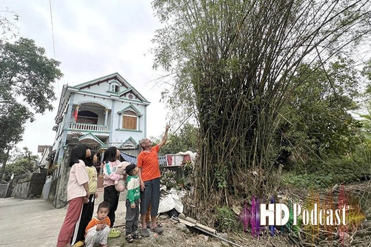 Người Hải Dương gìn giữ cây tre