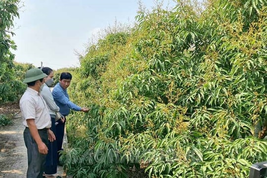 Hải Dương có 265 mã số vùng trồng phục vụ xuất khẩu