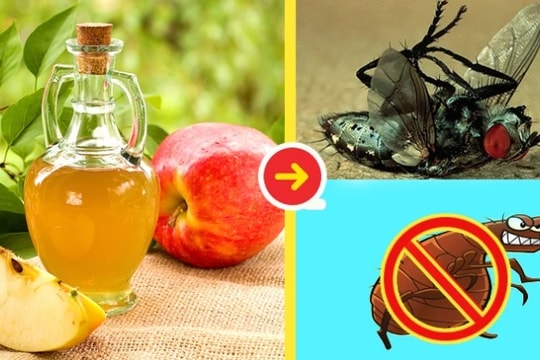 Tuyệt chiêu khiến ruồi biến mất khỏi nhà bạn trong nháy mắt