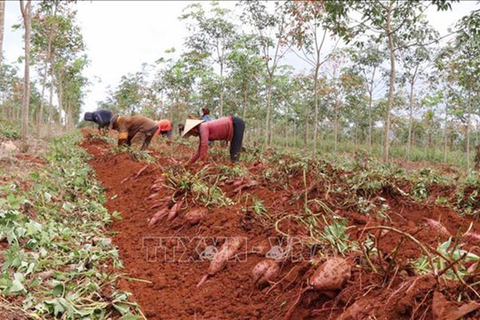 Sẵn sàng xuất khẩu lô khoai lang đầu tiên sang Trung Quốc