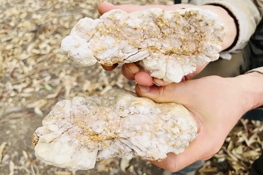 Người đàn ông tìm thấy cục đá chứa 2,6 kg vàng