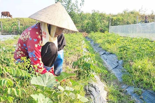 Tứ Kỳ thích ứng xâm nhập mặn
