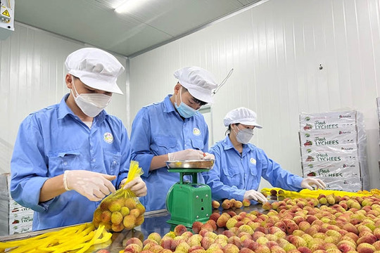 Khơi thông nguồn vốn cho các hợp tác xã