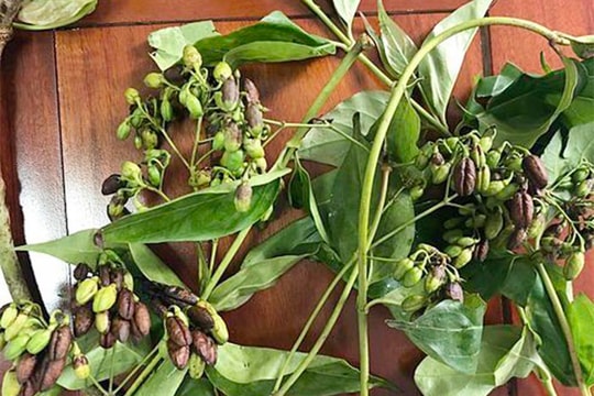 Nguy kịch sau khi ăn phải lá ngón