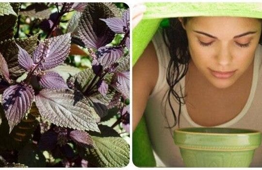 Rửa mặt bằng nước lá tía tô có tác dụng gì?