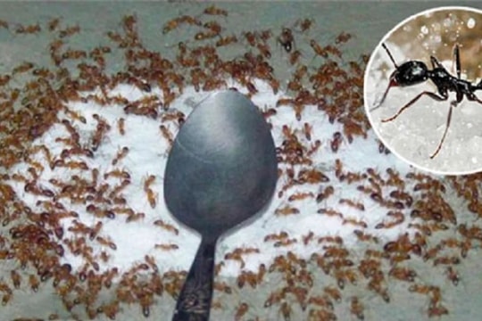 Mẹo đuổi sạch kiến khỏi lọ đường nhanh chóng, hiệu quả