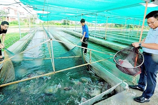 Hấp dẫn các sản phẩm chế biến từ cá rô phi