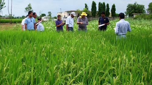 Sản xuất được 4.500 kg thóc giống nếp cái hoa vàng Kinh Môn siêu nguyên chủng 