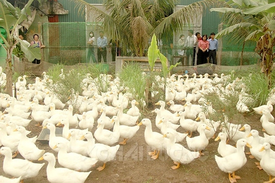 Nuôi vịt theo hướng an toàn sinh học, không mắc bệnh truyền nhiễm nguy hiểm