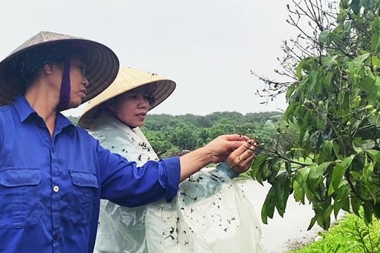 Kinh nghiệm giữ quả vải thiều Thanh Hà