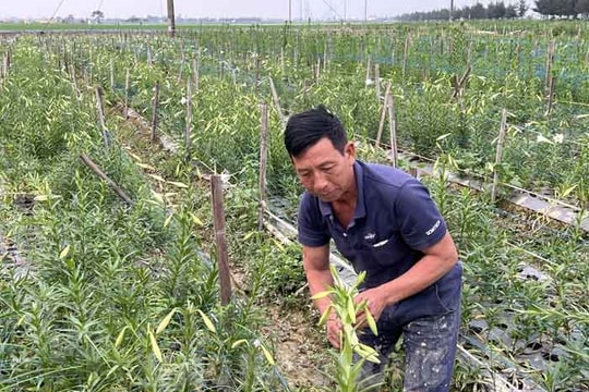 Trồng hoa loa kèn lãi từ 15-17 triệu đồng/sào 
