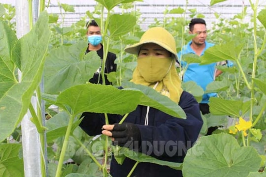 Giá trị sản xuất nhà màng, nhà lưới đạt tới 3 tỷ đồng/ha/năm