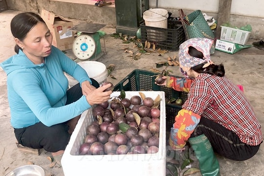 Nông dân An Phụ thu lãi cao từ cây vú sữa