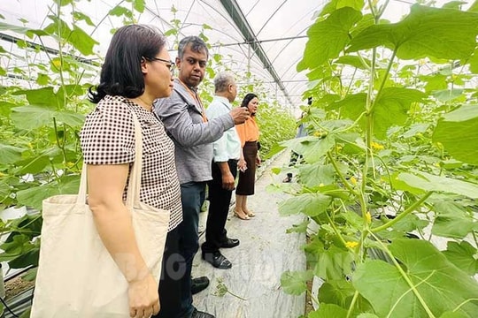 Hải Dương hỗ trợ gần 29 tỷ đồng phát triển nông nghiệp công nghệ cao 