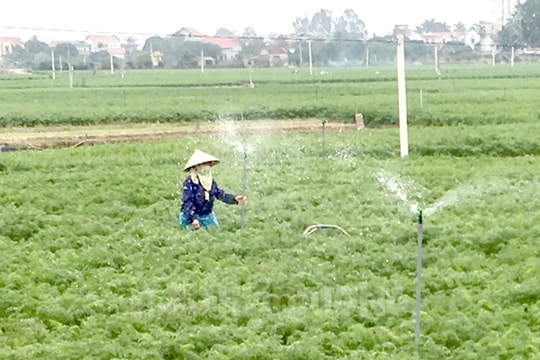 Hội Nông dân các cấp ở Cẩm Giàng giúp 54 hộ thoát nghèo