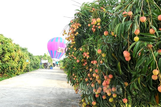Du lịch Thanh Hà mùa vải chín hướng đến chuyên nghiệp