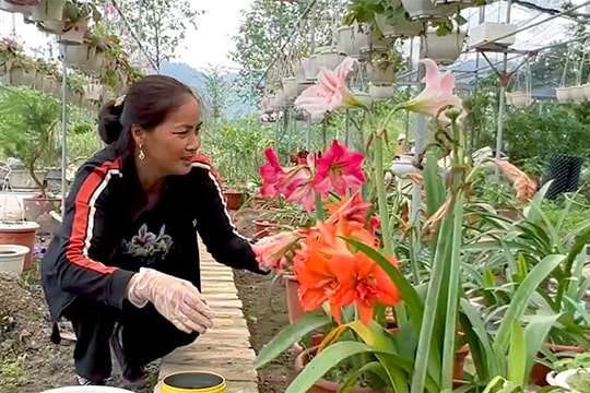 Thú chơi hoa lan huệ