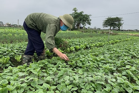 Giá rau gia vị ở xã Phạm Kha tăng gấp 3 lần