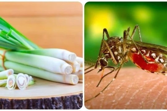 5 cách đuổi muỗi tự nhiên tại nhà hiệu quả