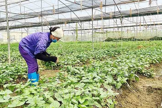 ​Vượt gần 2% kế hoạch trồng rau vụ xuân