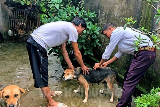 Hoàn thành tiêm phòng vụ xuân cho đàn vật nuôi