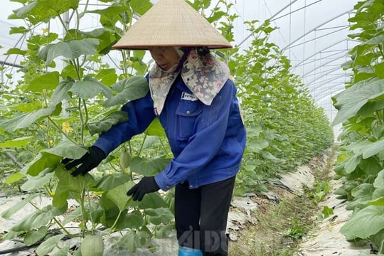 Các HTX ở Kim Thành đều có lãi