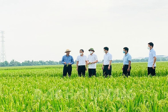 8 vùng trồng cây ở Kim Thành được cấp mã số