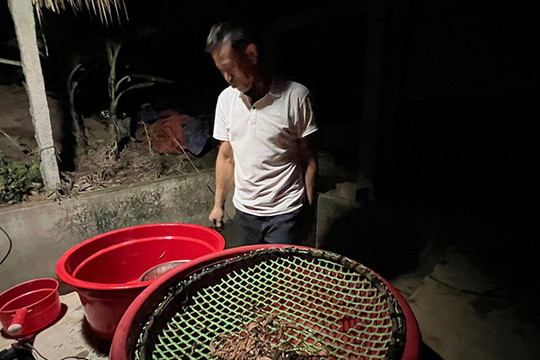 Nông dân An Thanh chăng đèn thu rươi chiêm