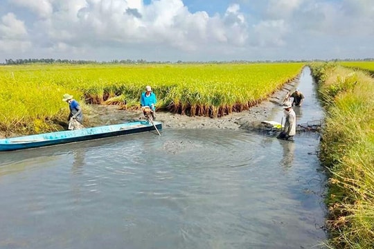 Đề nghị đầu tư gần 11,3 tỷ đồng xây dựng kênh dẫn phát triển mô hình lúa-rươi