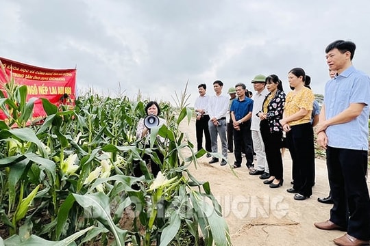 Giống ngô nếp lai ADI 668 cho lãi cao