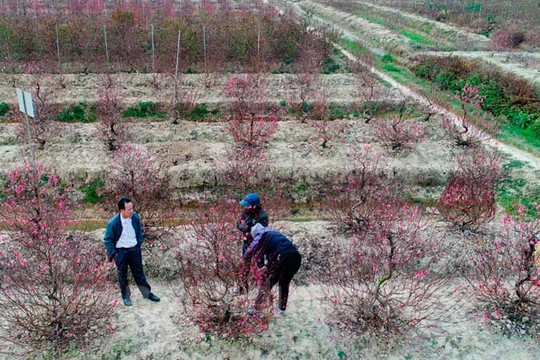 Hai Duong city creates greenbelt