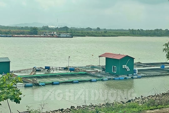 Nuôi cá lồng trong vùng khai thác nước mặt phục vụ sinh hoạt ở sông Kinh Thầy