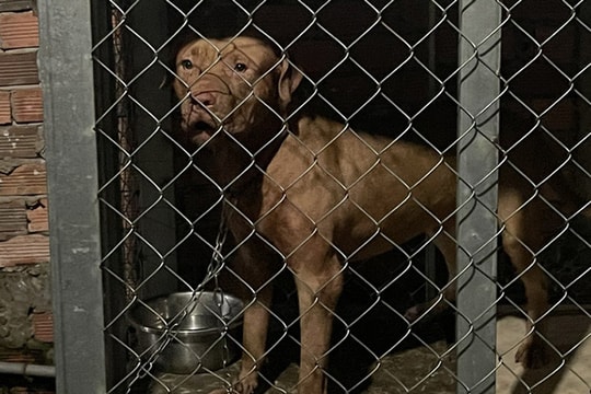Chó Pitbull của con gái cắn chết mẹ ruột ở Bình Dương