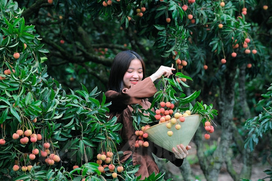 Du lịch vườn vải Thanh Hà cần chuẩn bị những gì?