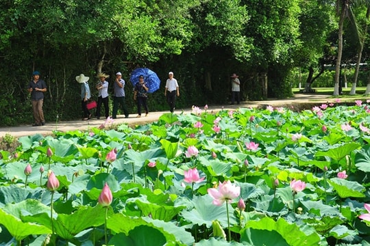 Hương nắng làng Sen
