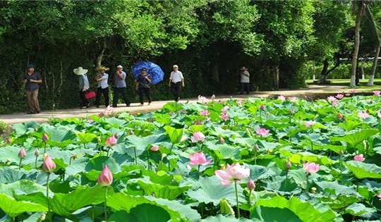 Mùa sen nhớ Bác