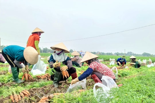 Hải Dương xác định vùng chuyên canh hành tỏi tập trung rộng 5.000 ha