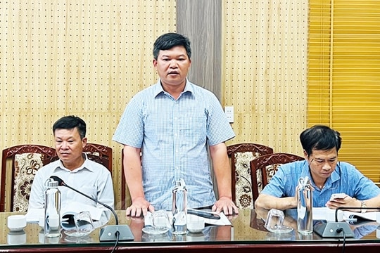 Kim ngân hoa cho hiệu quả kinh tế cao gấp 3-4 lần cây ngô, lúa