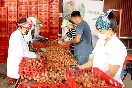 Ameii Vietnam JSC plans to export over 2,000 tons of fresh lychee