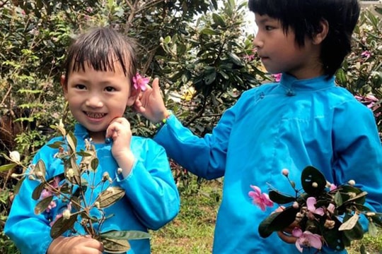 Rực rỡ hoa sim biên giới tại Móng Cái