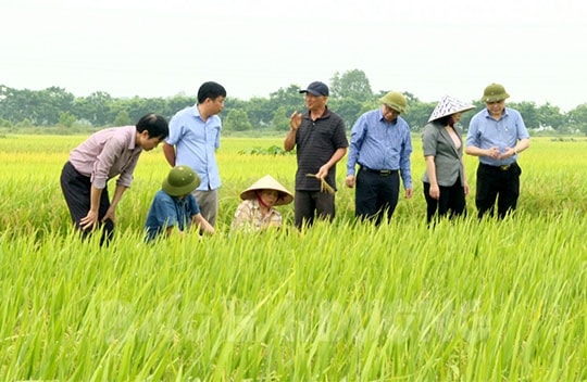 Dự kiến năng suất lúa đạt 67 tạ/ha