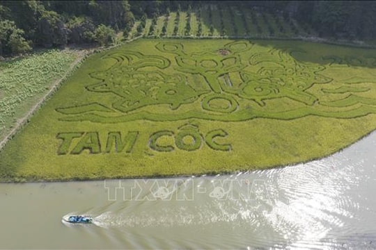 Độc đáo bức tranh ''Lý ngư vọng nguyệt'' khắc họa trên cánh đồng lúa tại Ninh Bình