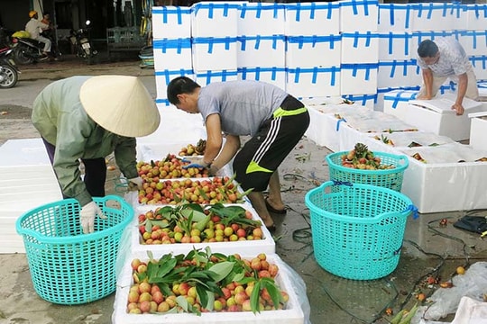 [Video] More efforts needed to send lychees to the US
